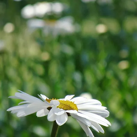 Rhapsody